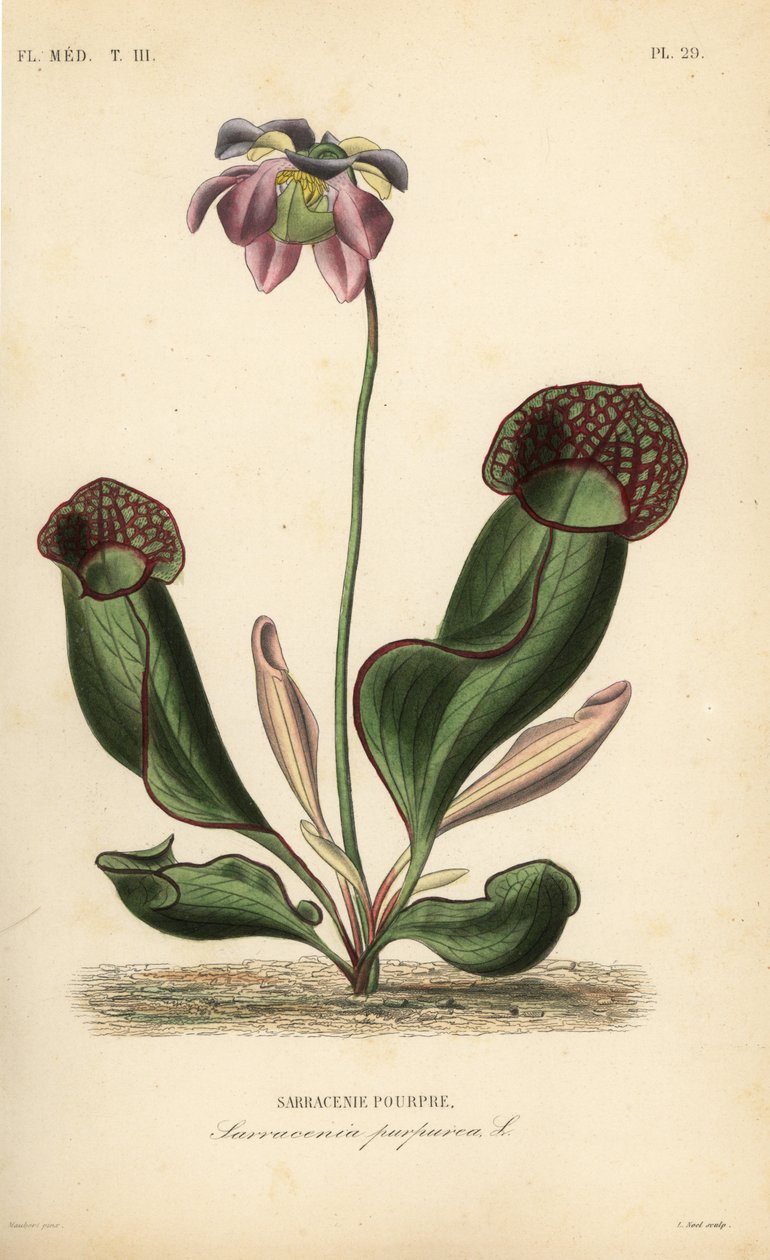 Planta de jarro roxo ou flor lateral, Sarracenia purpurea, Sarracenie pourpre de Unbekannt