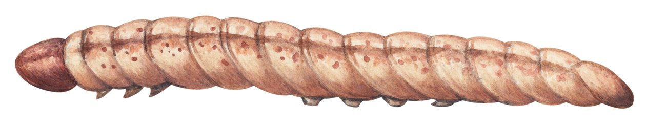 Broca europeia do milho (Ostrinia nubilalis) de Unbekannter Künstler