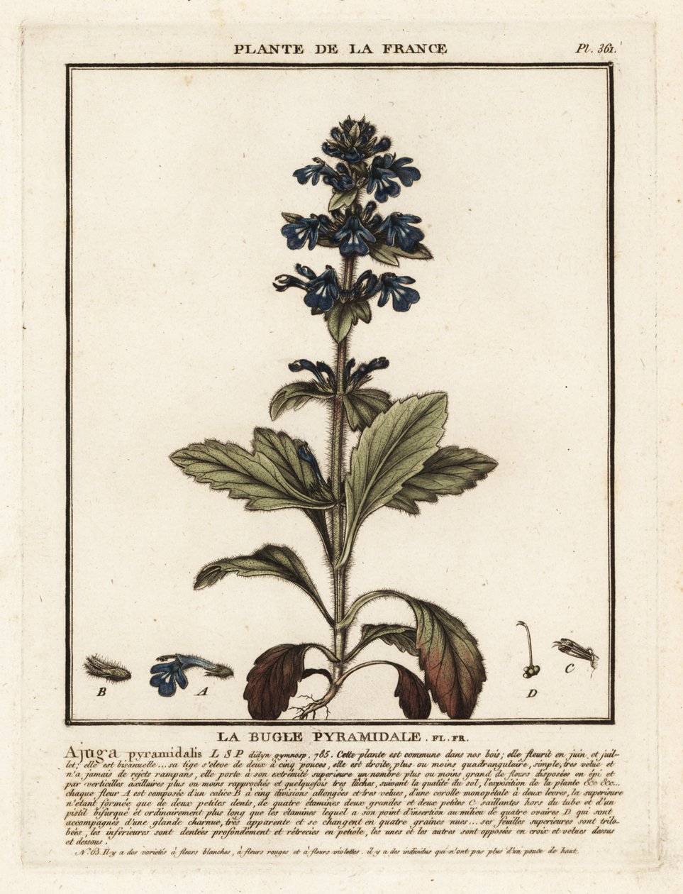 Corneta piramidal, Ajuga piramidalis. de Unbekannter Künstler