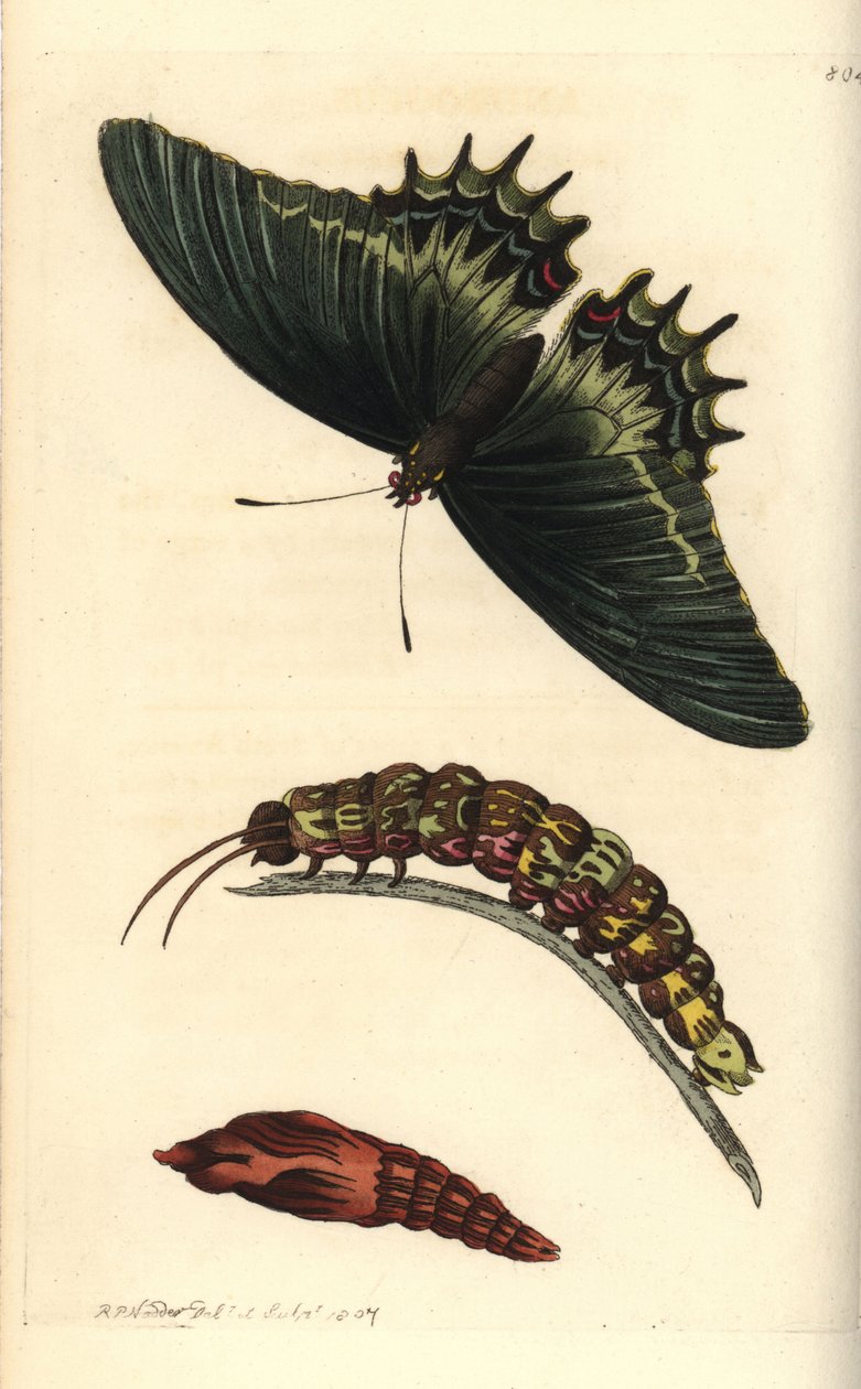 Borboleta Papilio androgeus, com lagarta e pupa. Ilustração desenhada e gravada por Richard Polydore Nodder. Gravura em chapa de cobre colorida à mão de George Shaw e Frederick Nodder, The Naturalist