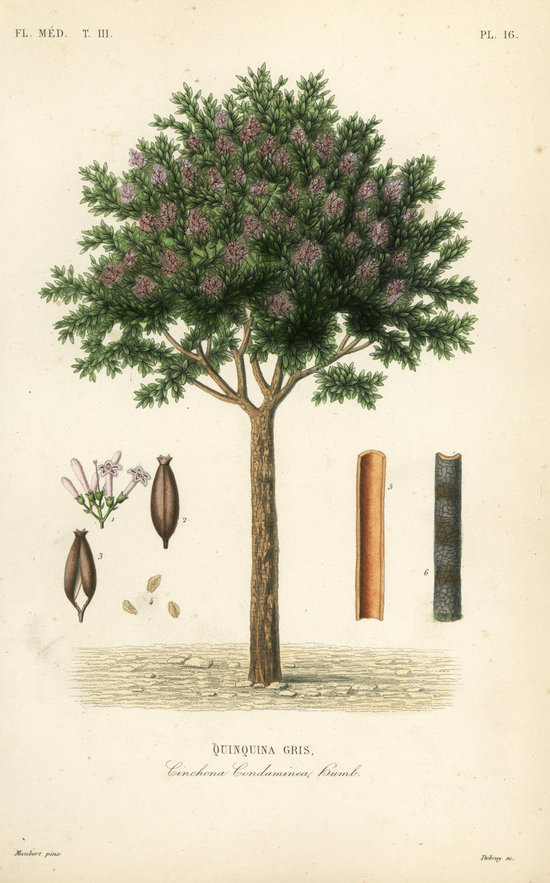 Quinina ou casca de cinchona, Cinchona officinalis, Cinchona condaminea, Quinquina gris de Unbekannt