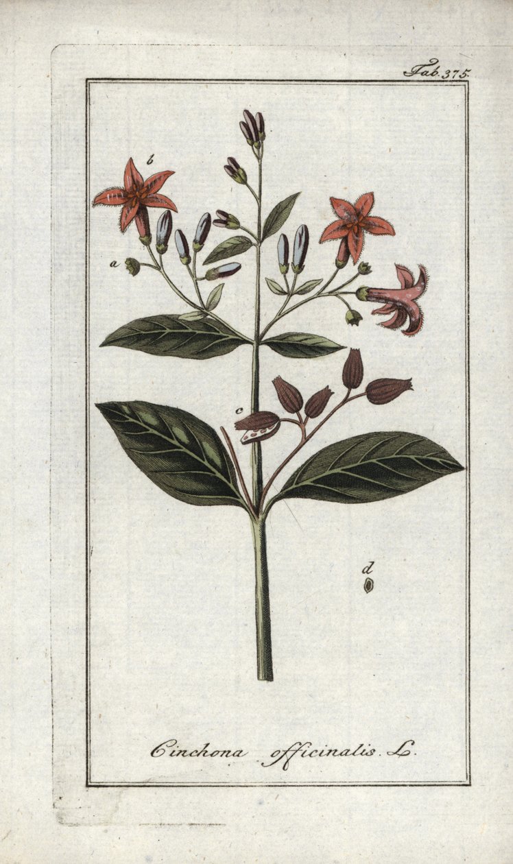 Quinquina (Cinchona officinalis). Litografia de "Afbeelding der Artseny-Gewassen" de Johannes Zorn (1739-1799), Países Baixos de Unbekannter Künstler