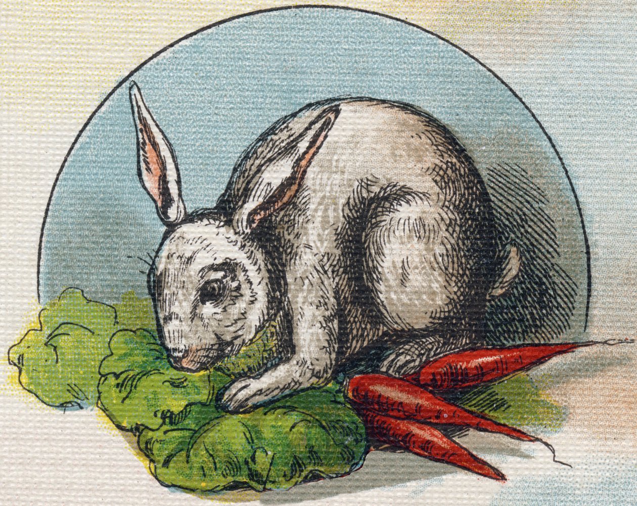 Coelho a comer uma cenoura. Gravura em "Alfabeto de ma petite fille". Bernardin-Bechet e Fils, livreiros-editores, Paris, por volta de 1895. Álbum inquebrável em lona. Bibliotheque des Bebes. 12 páginas. Álbum contendo um método de leitura e uma ilustração de Unbekannt