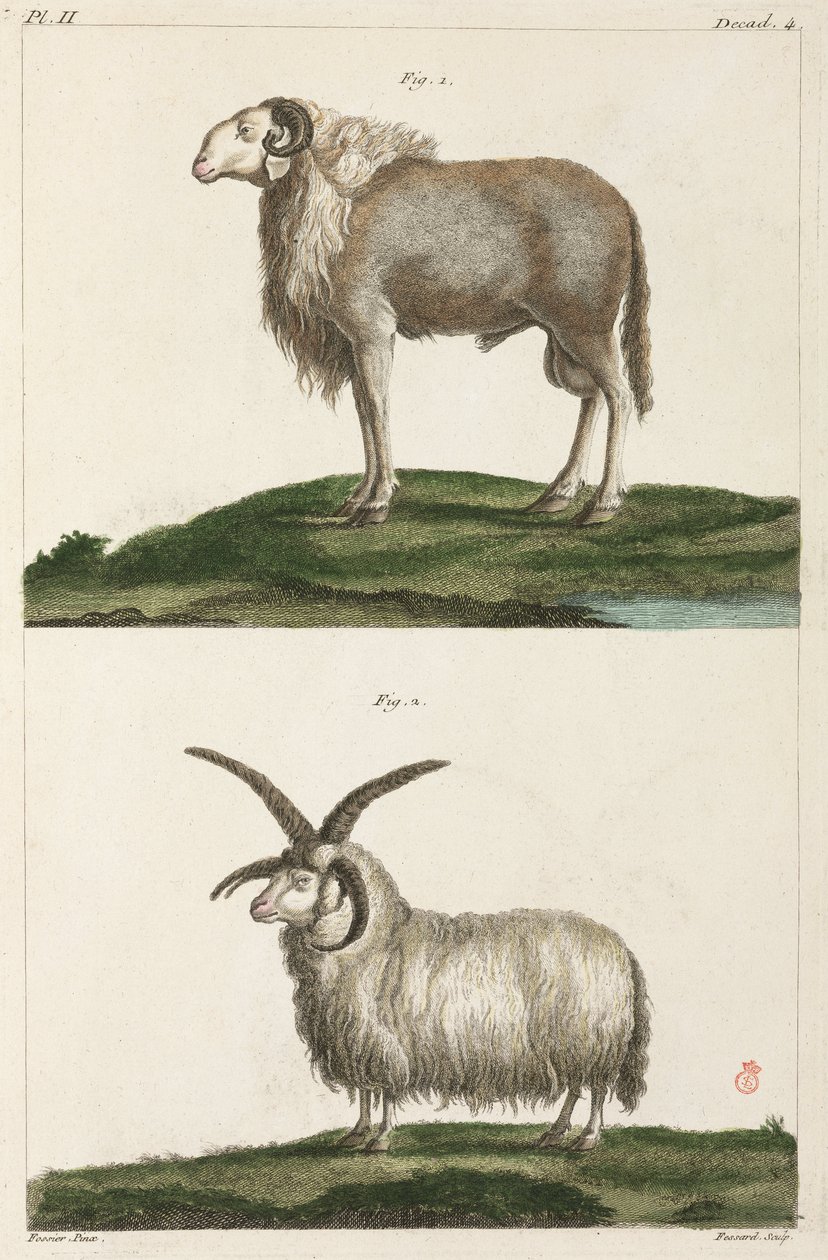 carneiros de Unbekannt
