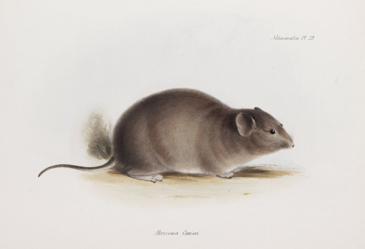 Rato, c 1832-1836 de Unbekannter Künstler
