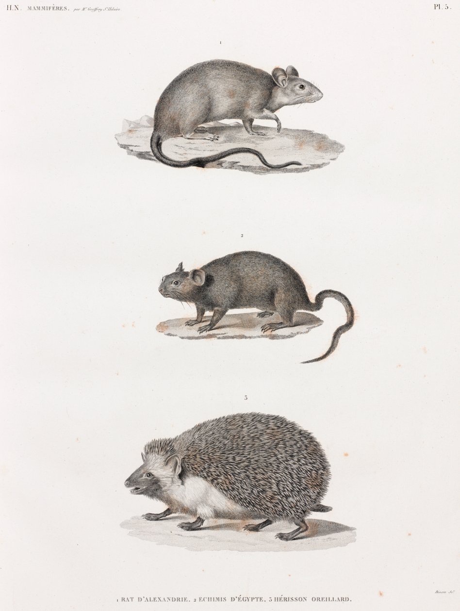 Rato de Alexandria; Echimis do Egipto; Ouriço-cacheiro-cacheiro de Unbekannt