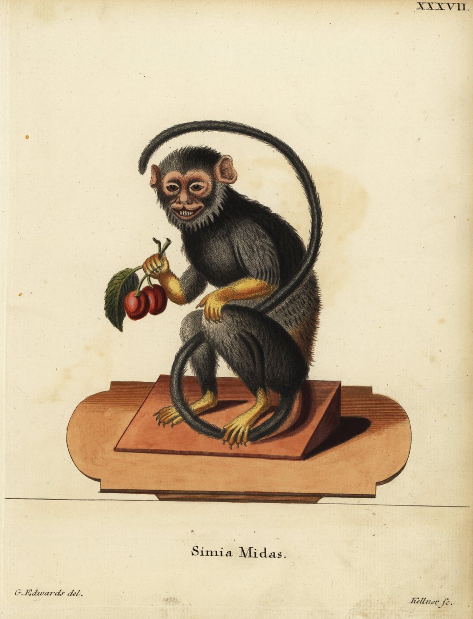 Mico-de-mãos-vermelhas ou mico-de-mãos-douradas, Saguinus midas. Simia midas. Gravura em chapa de cobre colorida à mão, de Joseph Kellner, a partir de uma ilustração de George Edwards da obra Animal Illustrations after Nature, ou Schreber