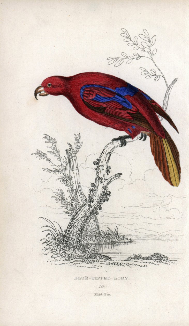 Lori vermelha, Eos rubra. Psittacus caeruleatus. Litografia de Joseph Kidd, baseada num desenho de John Audubon, em Miscellany of Natural History: Parrots, Sir Thomas DiK Lauder and Captain Thomas Brown, publicado em Edimburgo, Escócia, em 1833. de Unbekannter Künstler