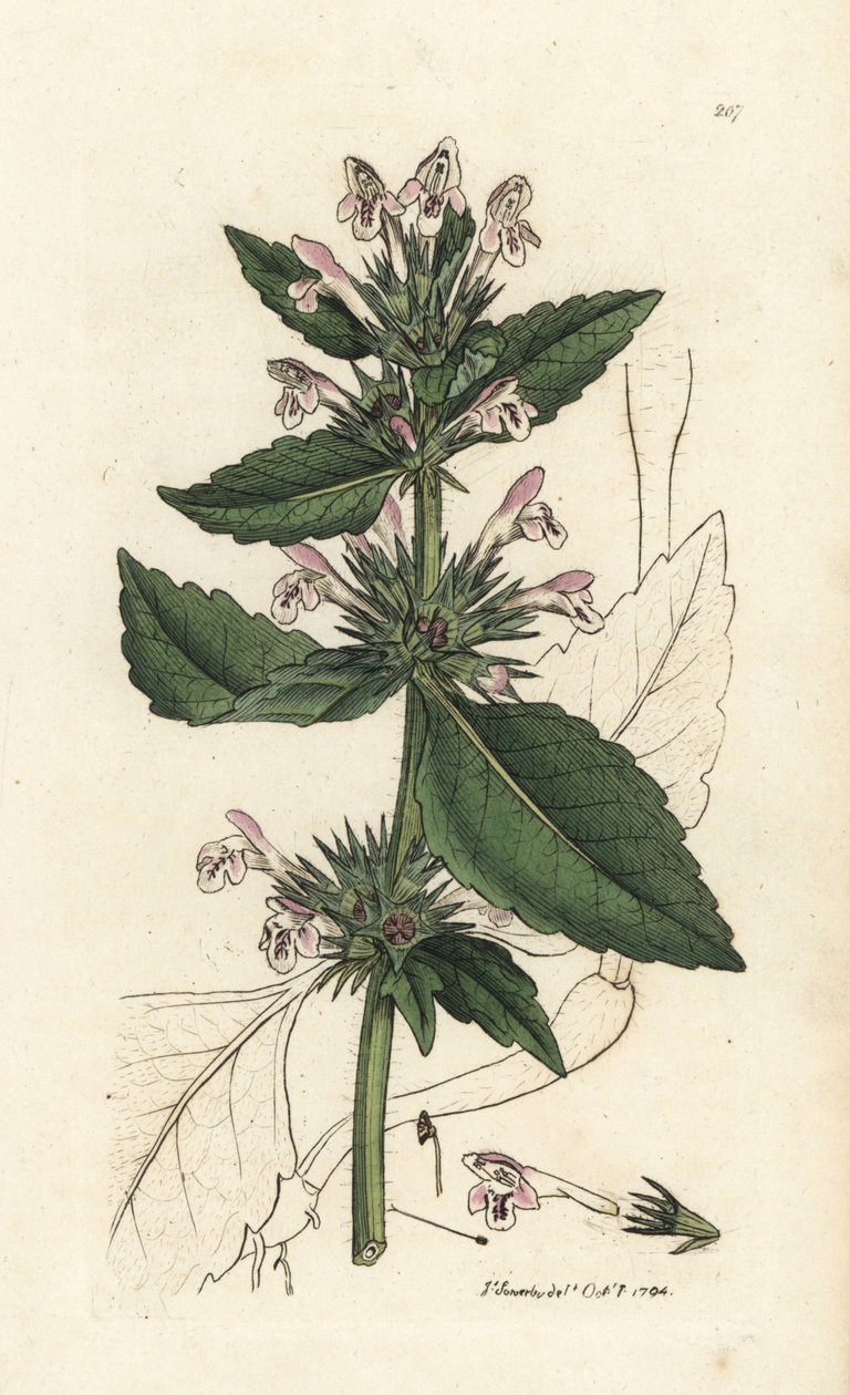 Urtiga-vermelha, Galeopsis tetrahit (Red nettle) Gravura em chapa de cobre colorida à mão de James Sowerby, de James Smith