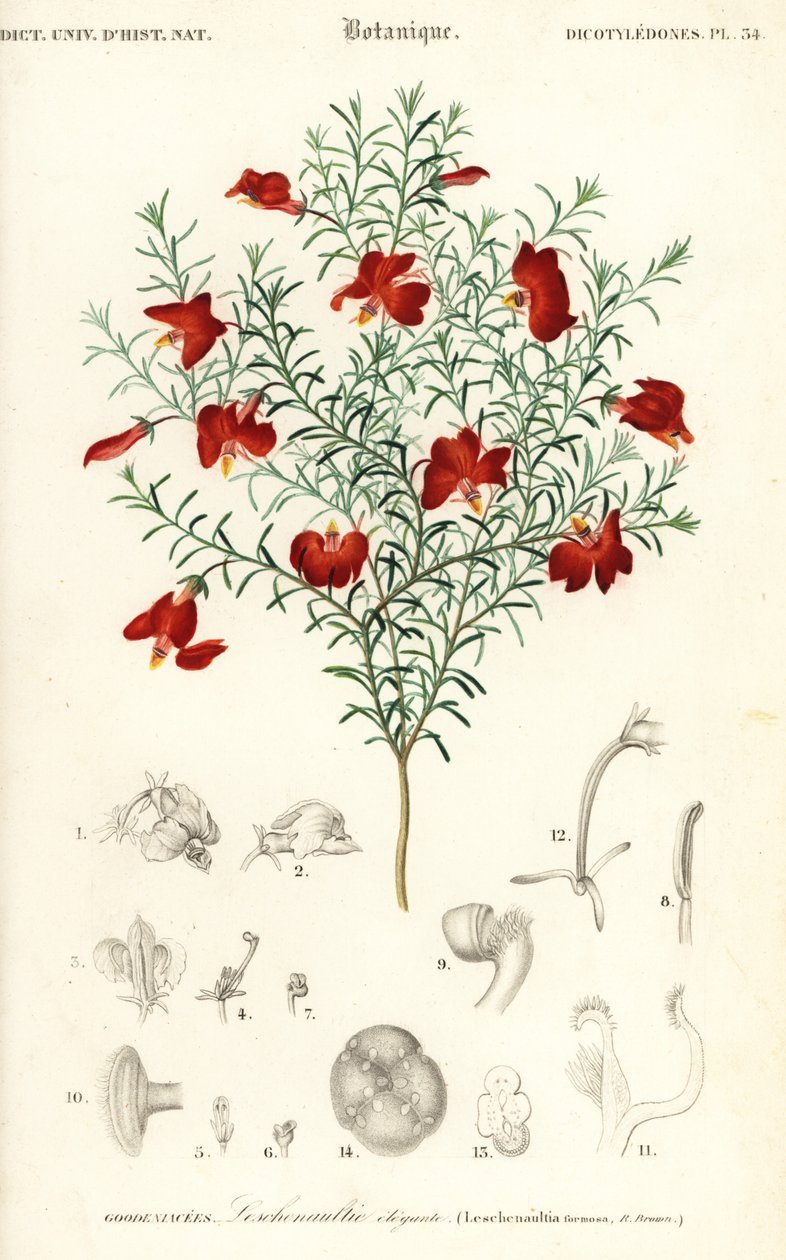 Red leschenaultia, Leschenaultia formosa.,1849 (gravura) de Unbekannter Künstler
