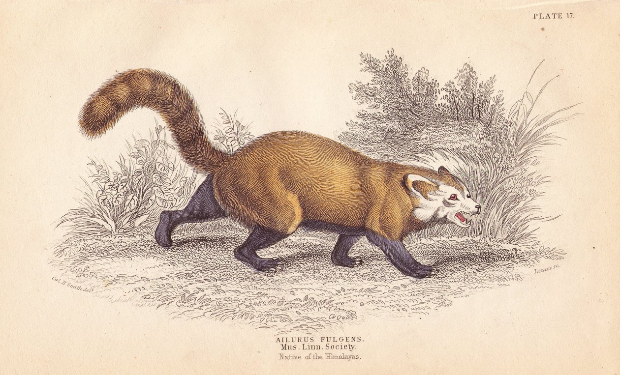 Panda-vermelho, Ailurus fulgens. Vulnerável. De um espécime do Museu da Sociedade Linneana. Gravura em metal aço colorida à mão por Lizars a partir de uma ilustração de Charles Hamilton Smith da Naturalist