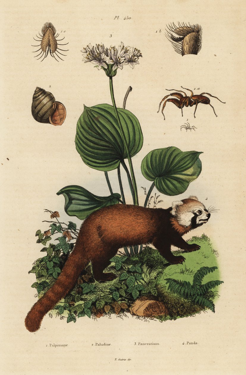 Panda-vermelho, Ailurus fulgens, em perigo de extinção 4, lírio natalino do norte, Proiphys amboinensis 3. caracol do rio, Viviparus viviparus 1, e aranha, espécie Palpimanus de Unbekannt