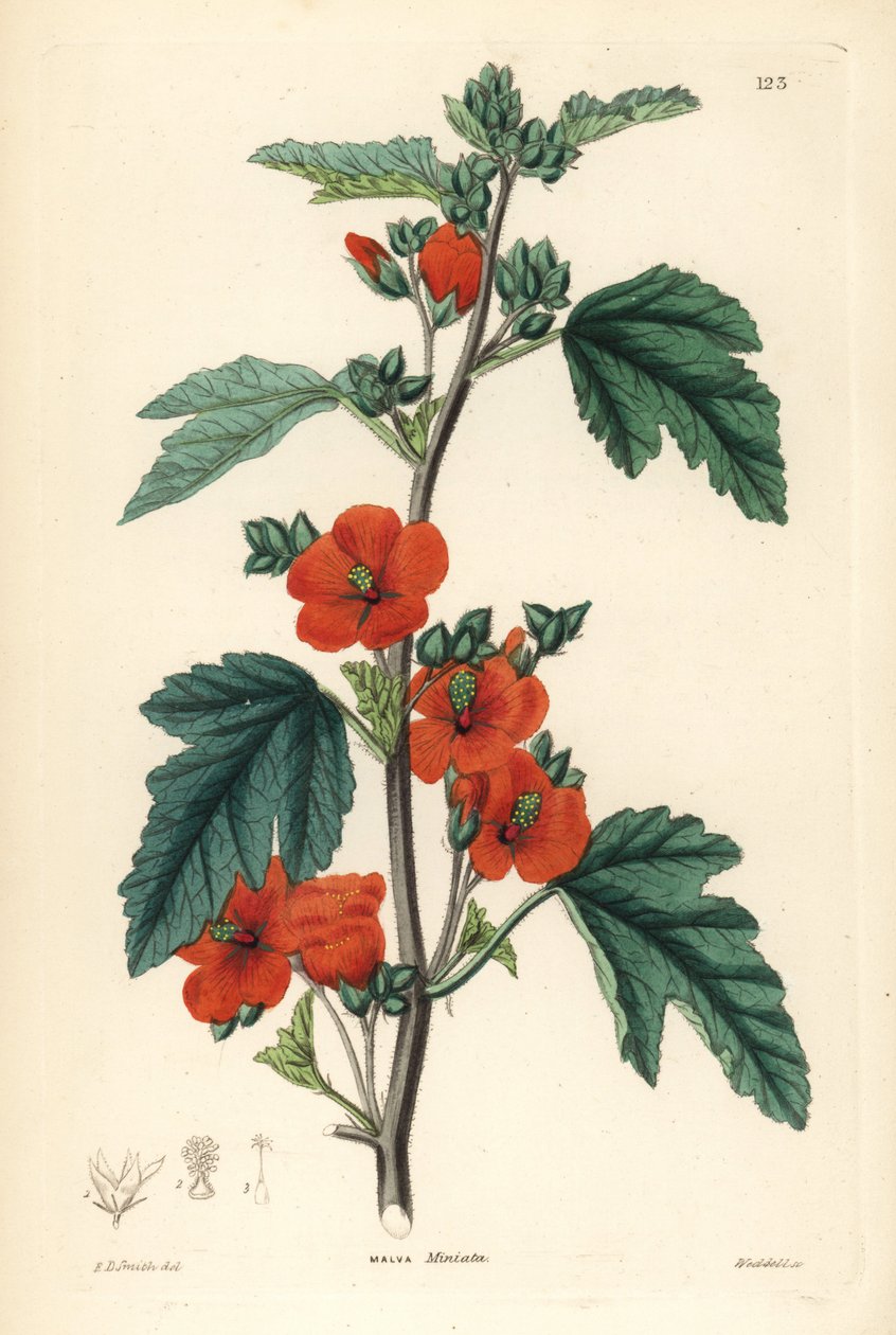 Vermelho púrpura - Globemallow, Sphaeralcea miniata (Malva miniata com flor de vermelhão). Gravura em chapa de cobre colorida à mão, de Weddell, segundo Edwin Dalton Smith, de John Lindley and Robert Sweet