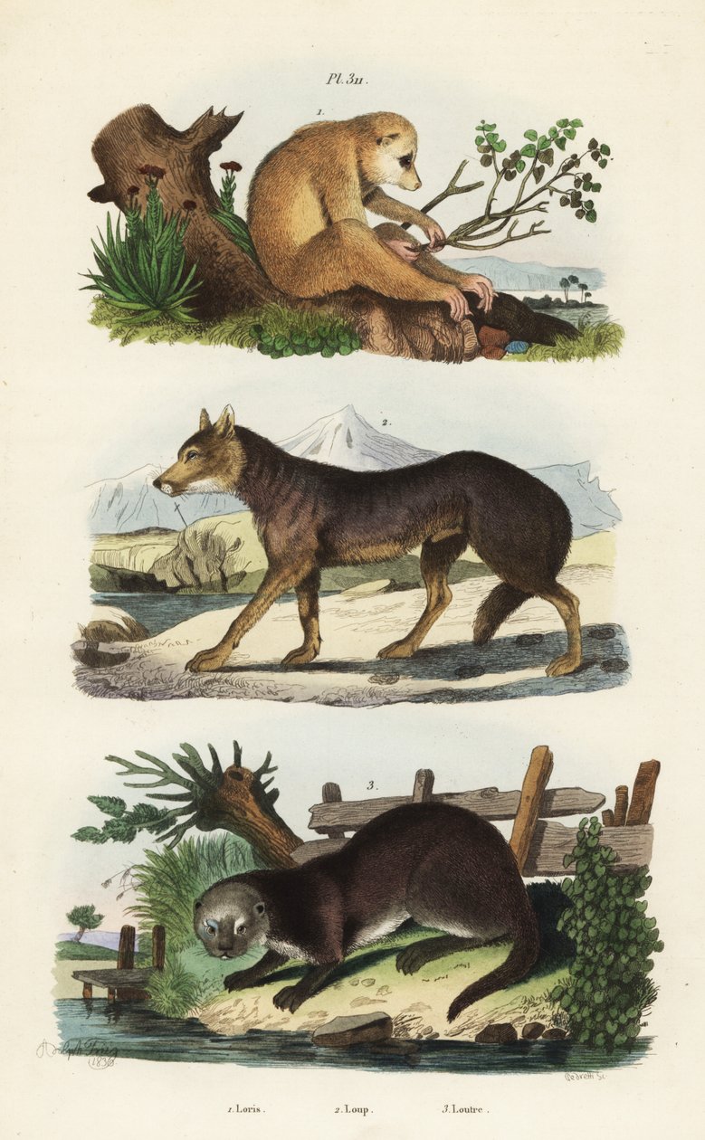 Loris tardigradus loris, Loris tardigradus em perigo 1, lobo, Canis lupus 2 e lontra eurasiática, Lutra lutra 3 de Unbekannt