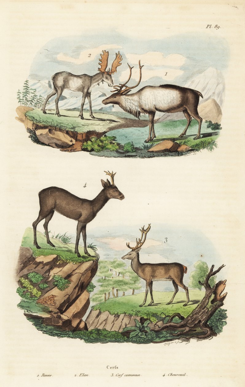 Rena, Rangifer tarandus 1, alce, Alces alces 2, veado vermelho, Cervus elaphus 3, e veado europeu, Capreolus capreolus 4 de Unbekannt