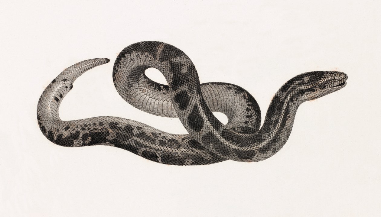 Répteis: Uma cobra de Thebaide de Unbekannt