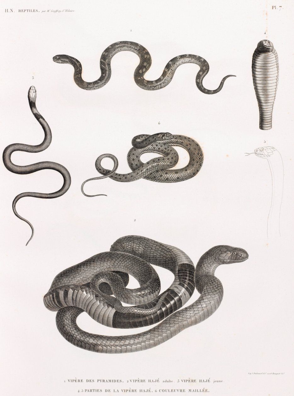 Répteis: série de ilustrações de cobras de Unbekannt
