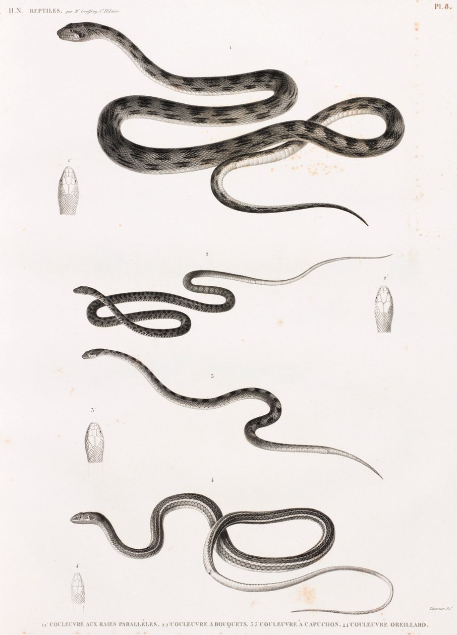 Répteis: série de ilustrações de cobras de Unbekannt
