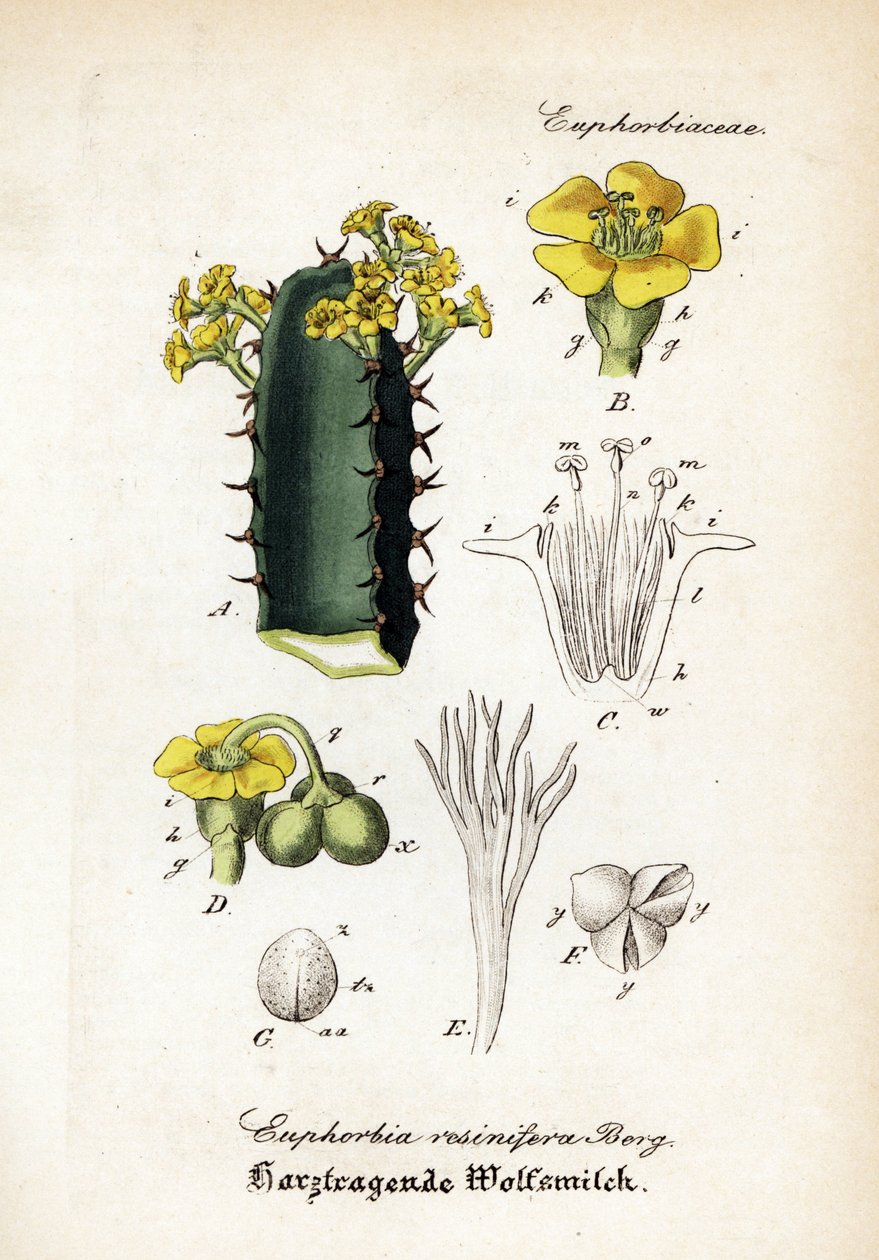 Esponja de resina, Euphorbia resinifera. Gravura em chapa de cobre colorida à mão, do Hand-Atlas sammtlicher mediinisch-pharmaceutischer Gewachse do Dr. Willibald Artus de Unbekannter Künstler