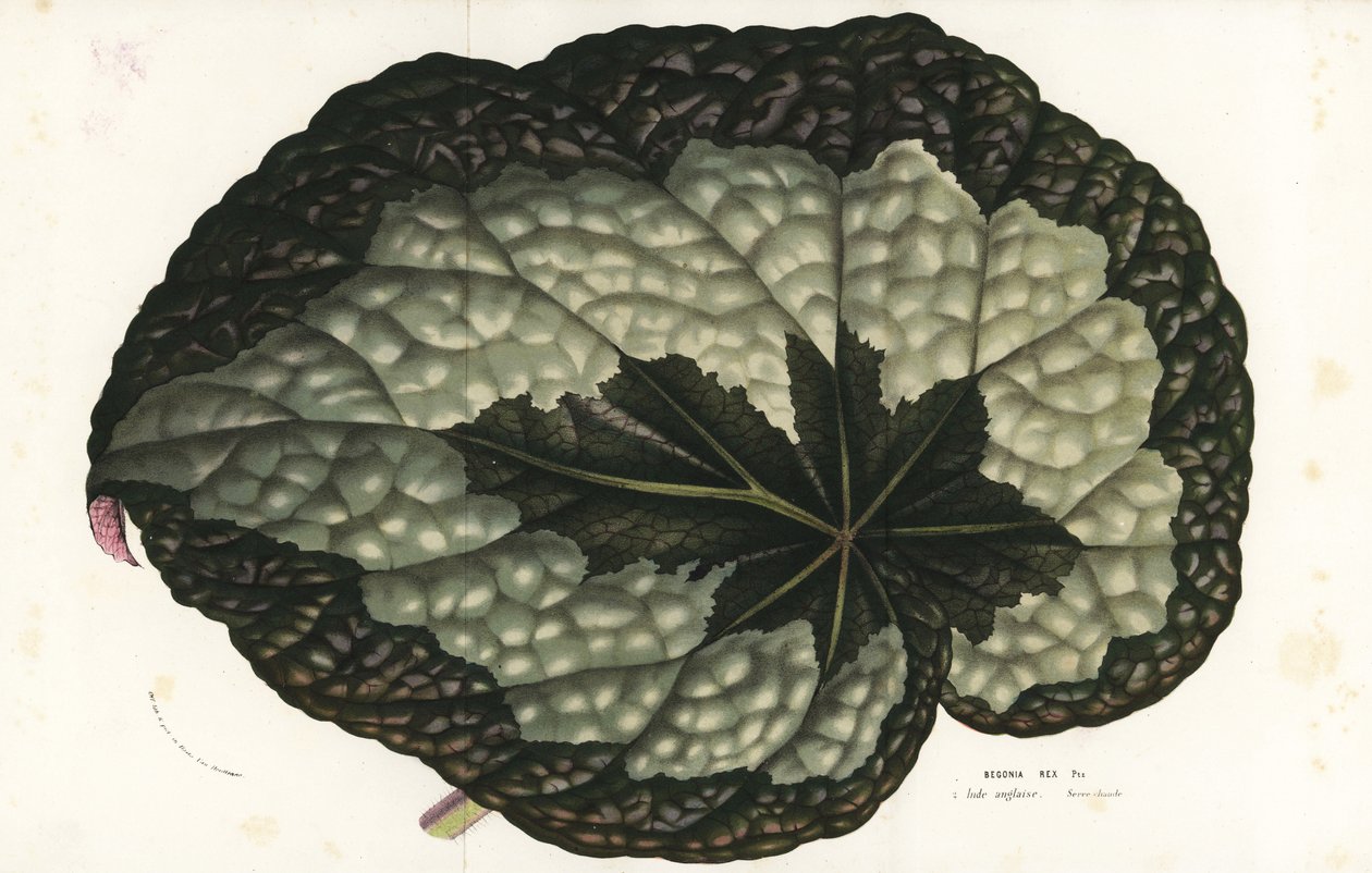 Folha de begónia Rex, Begonia rex. Índia. Litografia colorida à mão da obra de Louis van Houtte e Charles Lemaire, Flowers of the Gardens and Hothouses of Europe, Flore des Serres et des Jardins de l