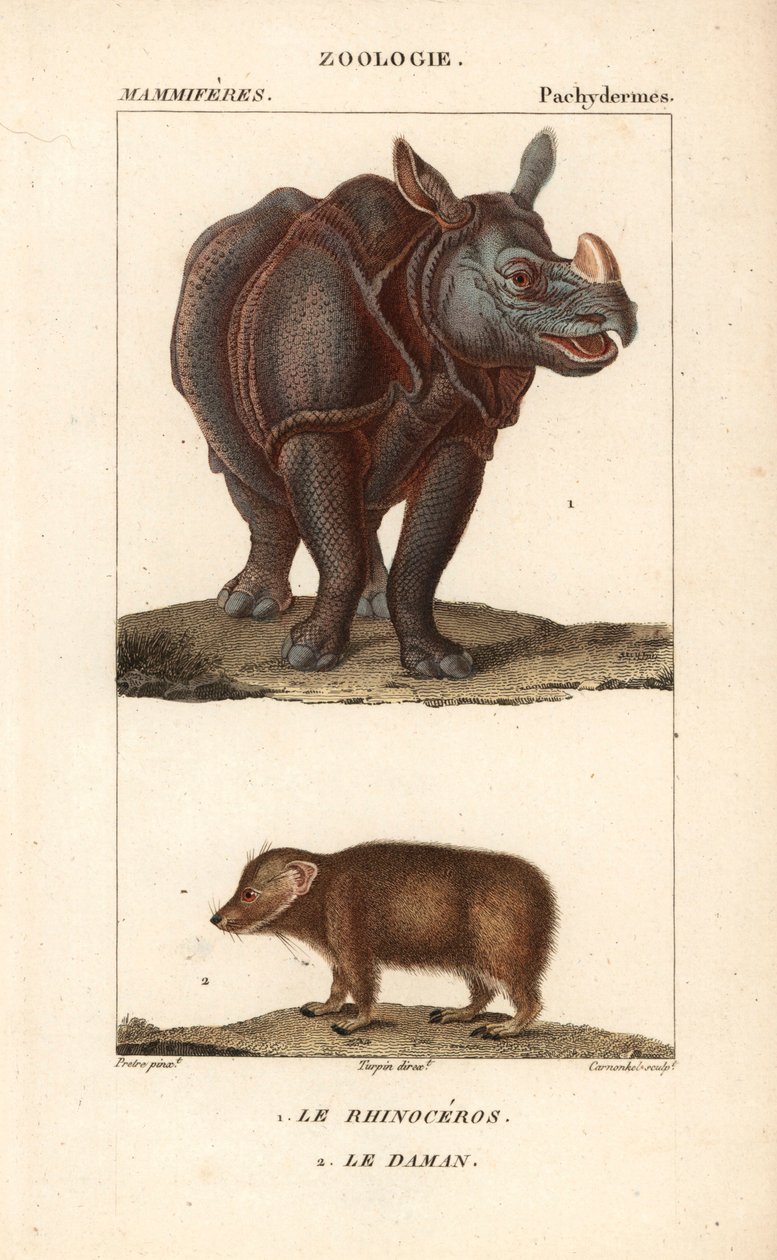 Rhinoceros et daman ou clade - Eau forte de Jean Gabriel Pretre (1780-1845), gravado por Carnonkel, para o dicionário de ciências naturais: mamíferos de Frederic Cuvier, editado por Pierre Jean Francois Turpin (1775-1840), publicado por F.G.Levrault, em Pa de Unbekannter Künstler