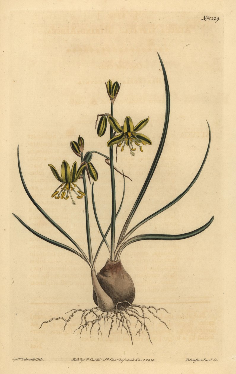 Riband albuca, Albuca vittata de Unbekannt
