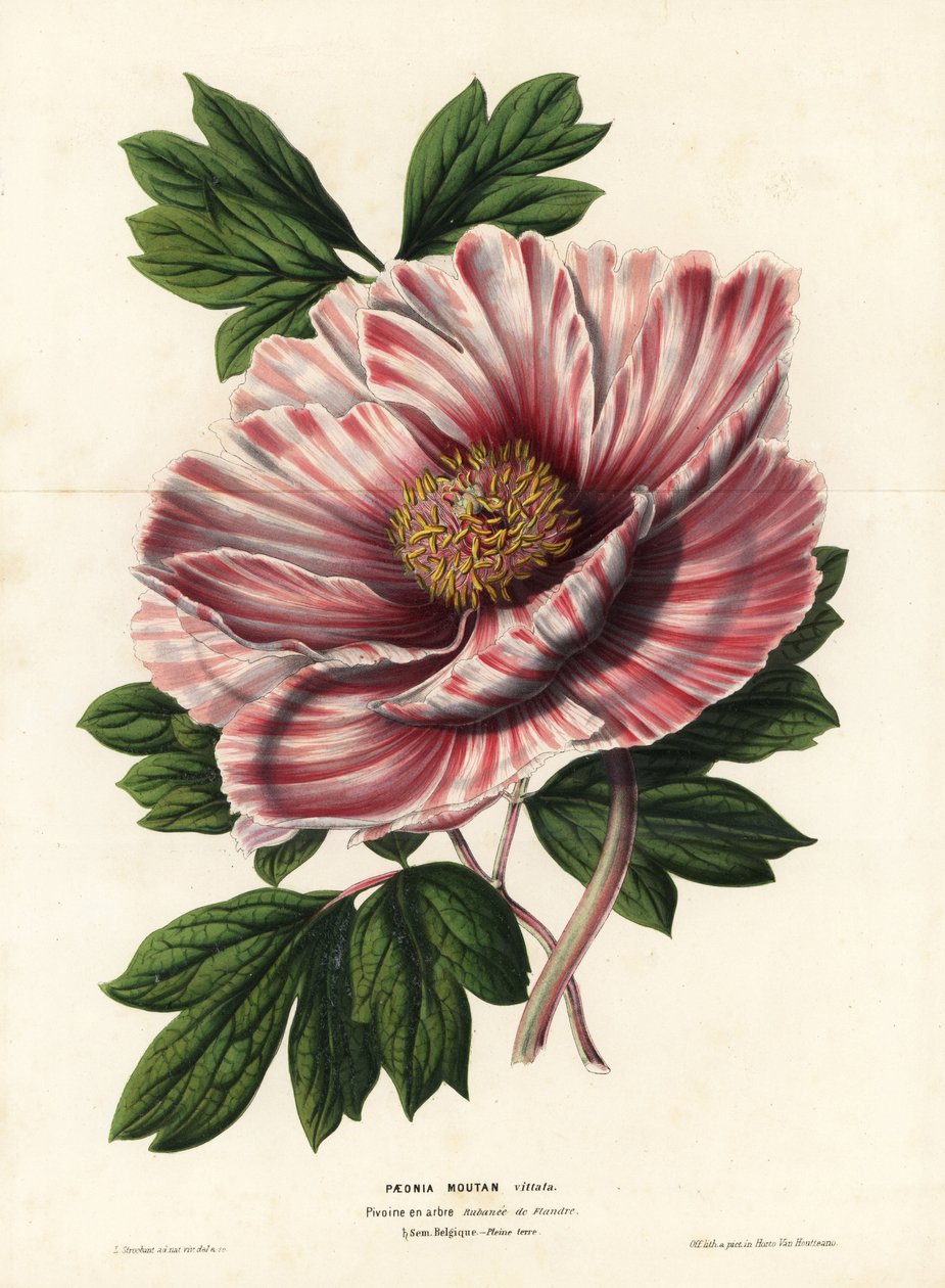 Peónia da Flandres, híbrida, Paeonia moutan vittata, var. rubanee da Flandres. Litografia colorida à mão por L. Stroobant a partir da obra de Louis van Houtte e Charles Lemaire, Flowers of the Gardens and Hothouses of Europe, Flore des Serres et des Jardin de Unbekannter Künstler