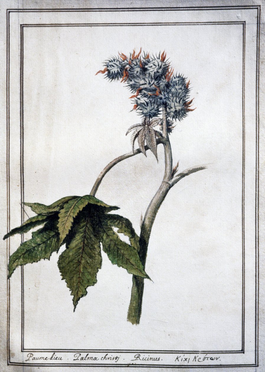 Ricinus communis de Unbekannter Künstler