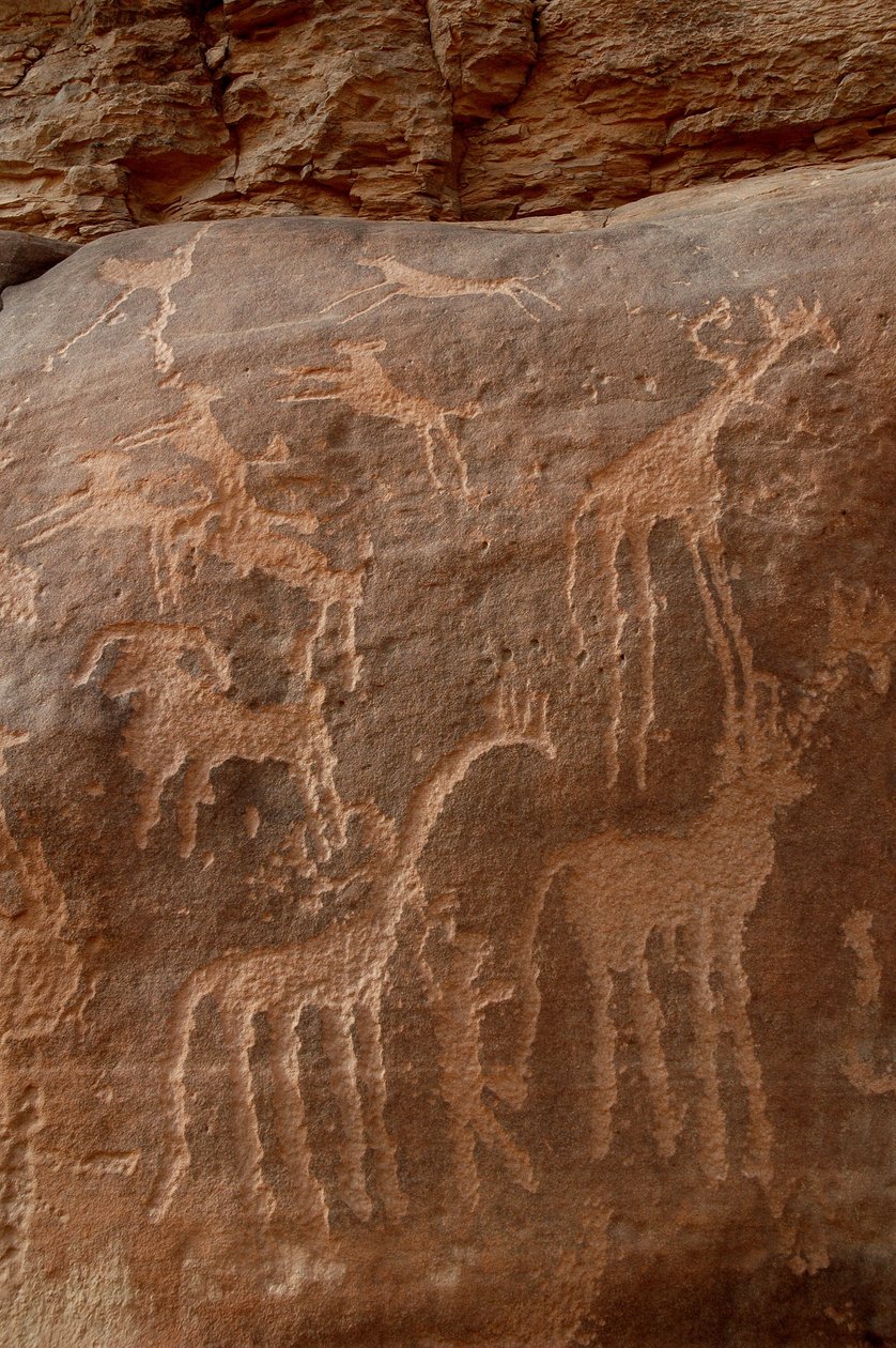 Arte rupestre, Pré-história: Gravura de girafas, avestruzes, ovelhas, cão e personagem no maciço de Uweinat, Sudão (Karkur-Talh ou Karkur Talh). Período de 8000 a 3000 anos antes de Cristo. Fotografia de Unbekannt