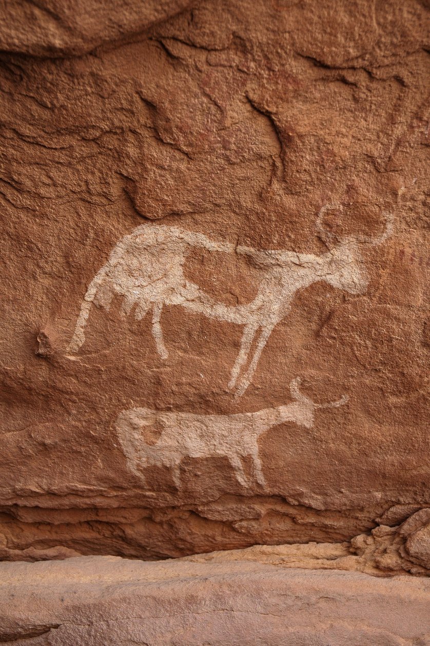 Arte rupestre, Pré-história: Pintura rupestre de duas vacas com chifres grandes (chifres longos) num abrigo ornamentado, no maciço de Uweinat, Sudão (Karkur-Talh ou Karkur Talh). Período de 8000 a 3000 anos antes de Cristo. Fotografia de Unbekannt