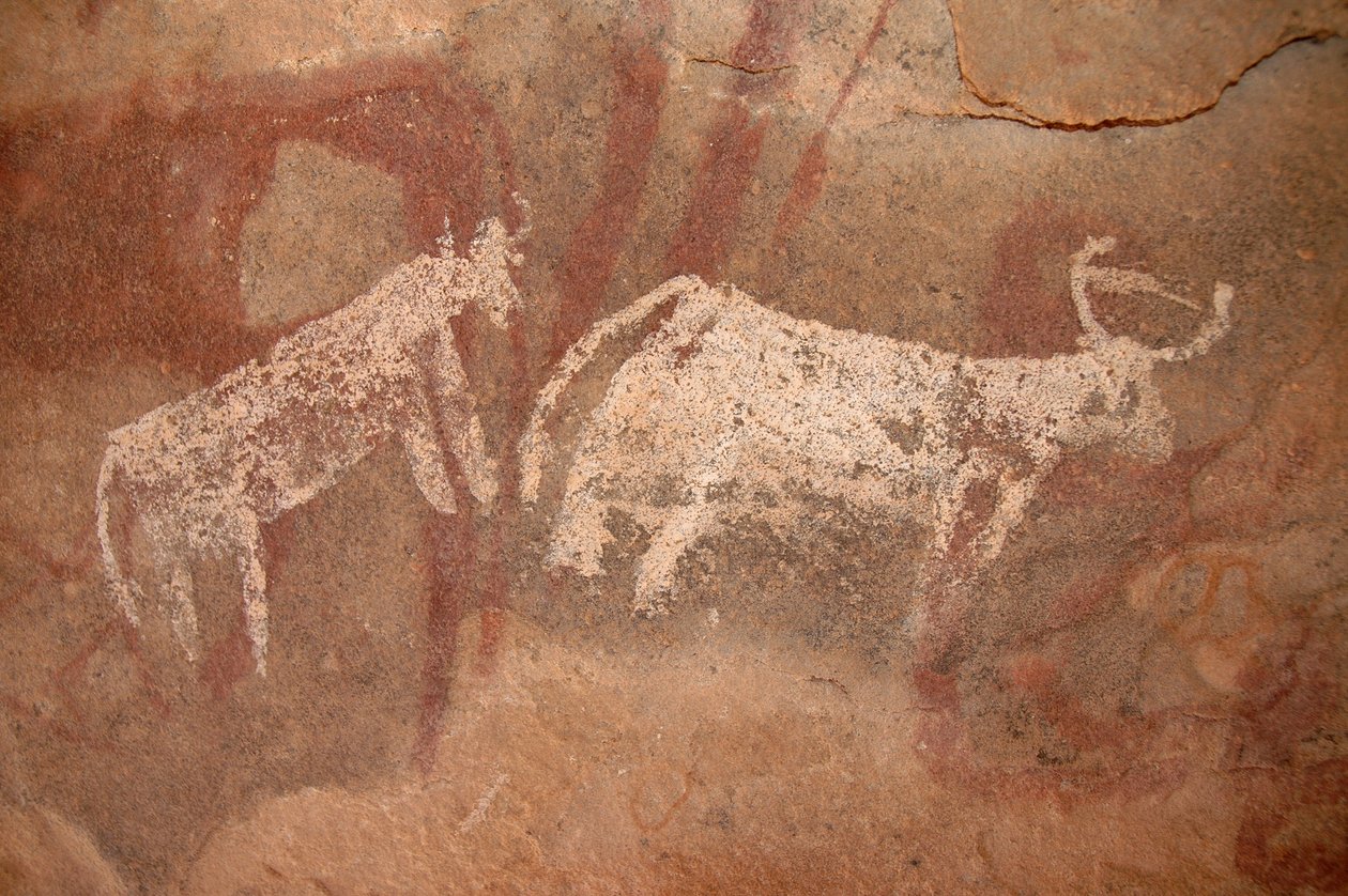Arte rupestre, Pré-história: Pintura rupestre de gado branco e de dois tons num abrigo ornamentado, no maciço de Uweinat, Sudão (Karkur-Talh ou Karkur Talh). Período de 8000 a 3000 anos antes de Cristo. Fotografia de Unbekannt