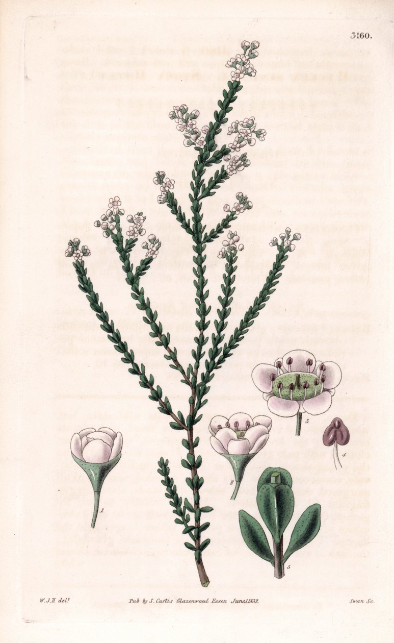 Thryptomene rochoso, Thryptomene saxicola (arbusto rochoso do sudoeste da Austrália) (Stony baeckea, Baeckea saxicola). Gravura em chapa de cobre colorida à mão por Swan, segundo uma ilustração de William Jackson Hooker da "Botanical Magazine" de Samuel Cu de Unbekannter Künstler