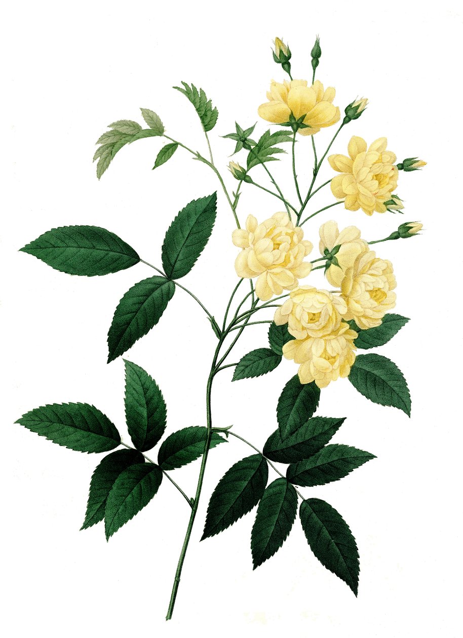 Rosa banksiae, Rosa banksiae, Rosa banksiae, Var. de flores amarelas de Unbekannter Künstler