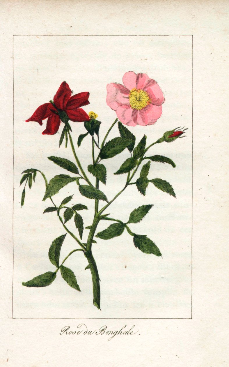 Rosa de Bengala, Rosa indica. Gravura em chapa de cobre colorida à mão de uma ilustração de Miss Prudhomme de "Hommage rendu a la Rose", Paris, cerca de 1815. Um livro de oferta com a história da rosa e uma dúzia de miniaturas botânicas. de Unbekannter Künstler