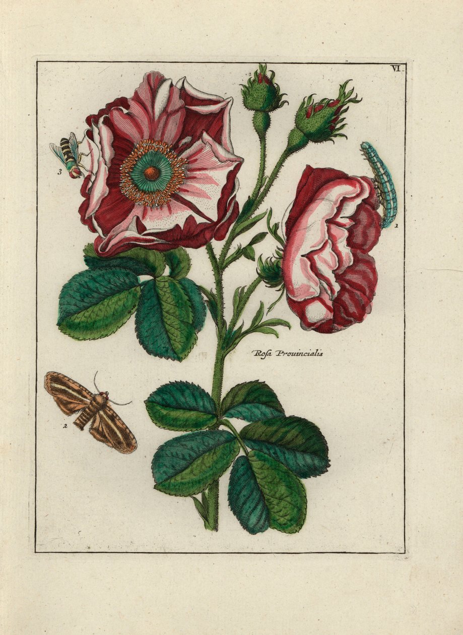 Rosa, variete Rosa provincialis, com insectos - Litografia atribuída a Paul Theodor van Brussel (1754-1795), autor do bouquet de capa, ou A.Bres., influenciado por Nicolas Robert (1614-1685), publicado em "Nederlandsch Bloemwerk" (Composições florais holan de Unbekannter Künstler