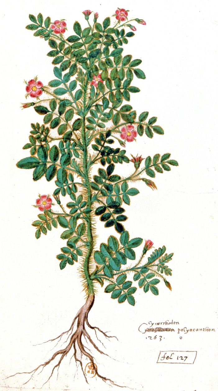Rosa Mosqueta de Unbekannter Künstler