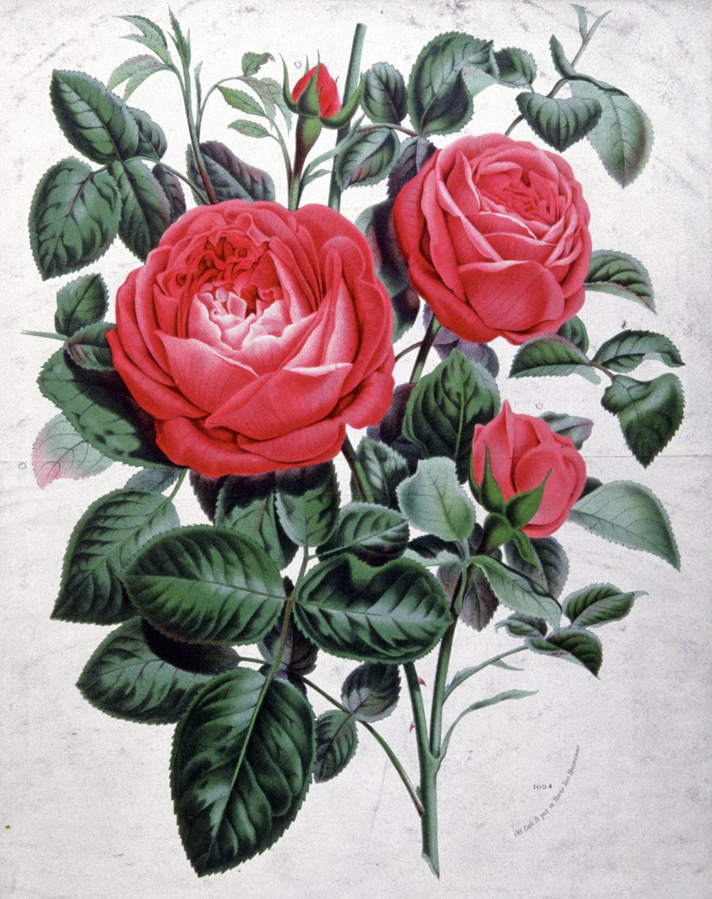 Rosas, c.1850 (gravura) de Unbekannter Künstler