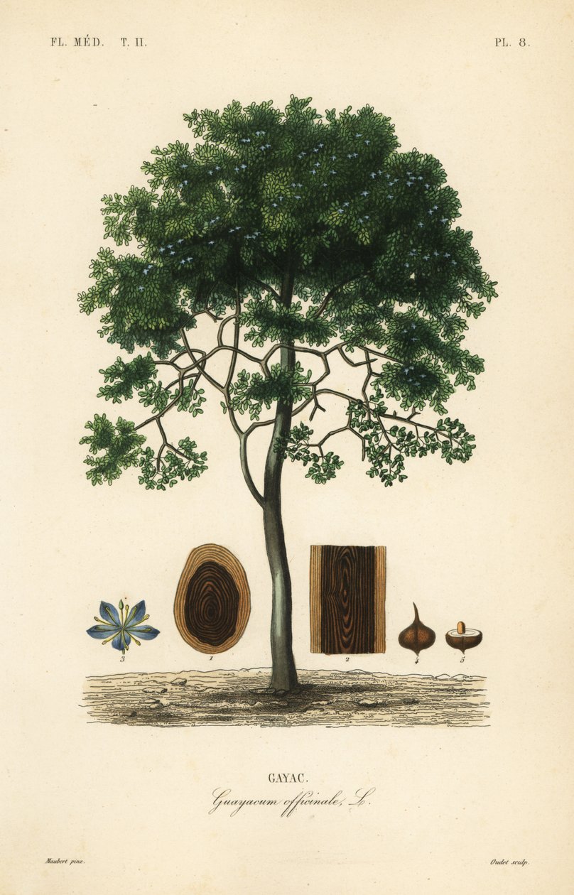 Roughbark lignum-vitae ou guaiacwood, Guaiacum officinale, Guayacum officinale, Gayac de Unbekannt