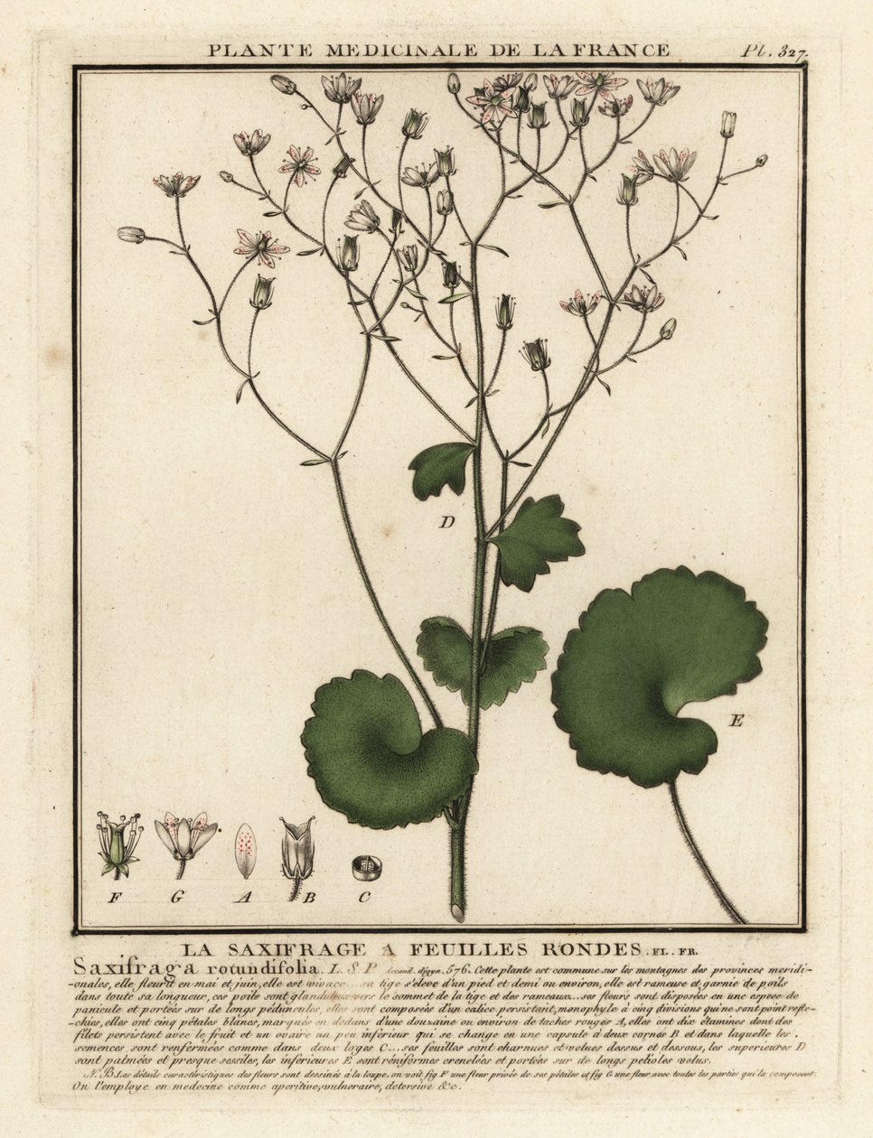Saxifrage de folhas redondas, Saxifraga rotundifolia. de Unbekannter Künstler
