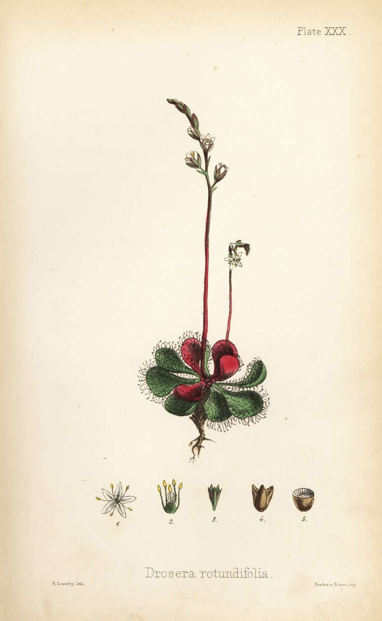 Sol de folhas redondas, Drosera rotundifolia. Litografia colorida à mão por Henry Sowerby da obra Flora Homeopathica de Edward Hamilton, Bailliere, Londres de Unbekannter Künstler