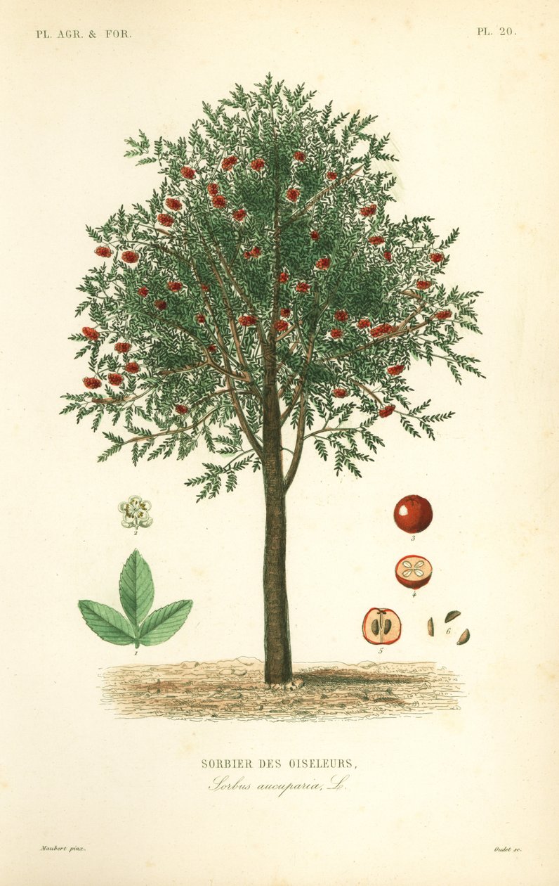 Rowan ou freixo da montanha, Sorbus aucuparia, Sorbier des oiseleurs de Unbekannt