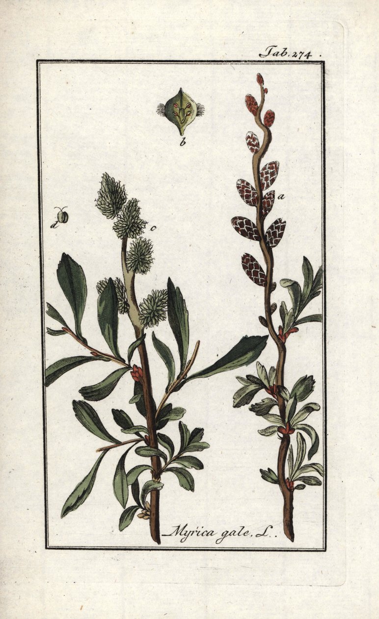 Pimenta real ou murta do pântano (Myrica gale). Litografia de "Afbeelding der Artseny-Gewassen" de Johannes Zorn (1739-1799), Países Baixos de Unbekannter Künstler