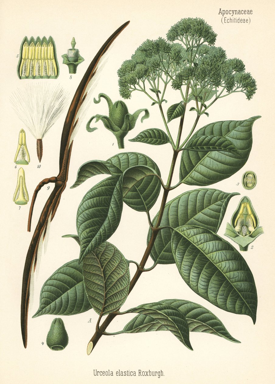 Seringueira, Urceola elastica. Cromolitografia a partir de uma ilustração botânica da obra Medicinal Plants de Hermann Adolph Koehler, editada por Gustav Pabst, Koehler, Alemanha de Unbekannter Künstler
