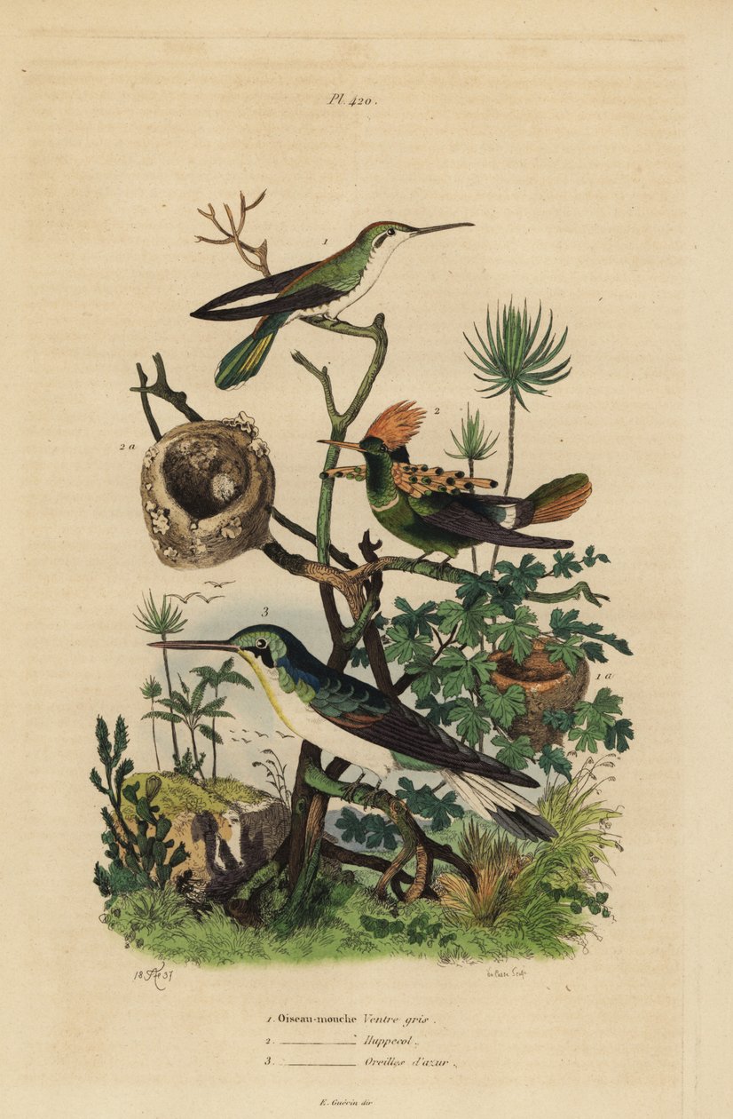 beija-flor de cauda ruiva, Amazilia tzacatl, Tufted coquette, Lophornis ornatus, e fada de orelhas pretas, Heliothryx auritus Oiseau-mouche ventre gris, huppe col, oreilles d