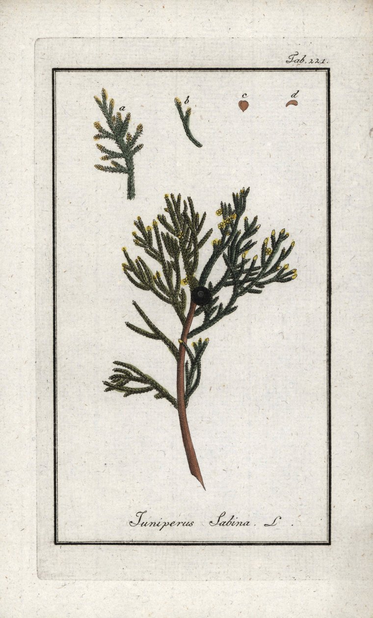 Zimbro sabino (Juniperus sabina). Litografia de "Afbeelding der Artseny-Gewassen" de Johannes Zorn (1739-1799), Países Baixos de Unbekannter Künstler