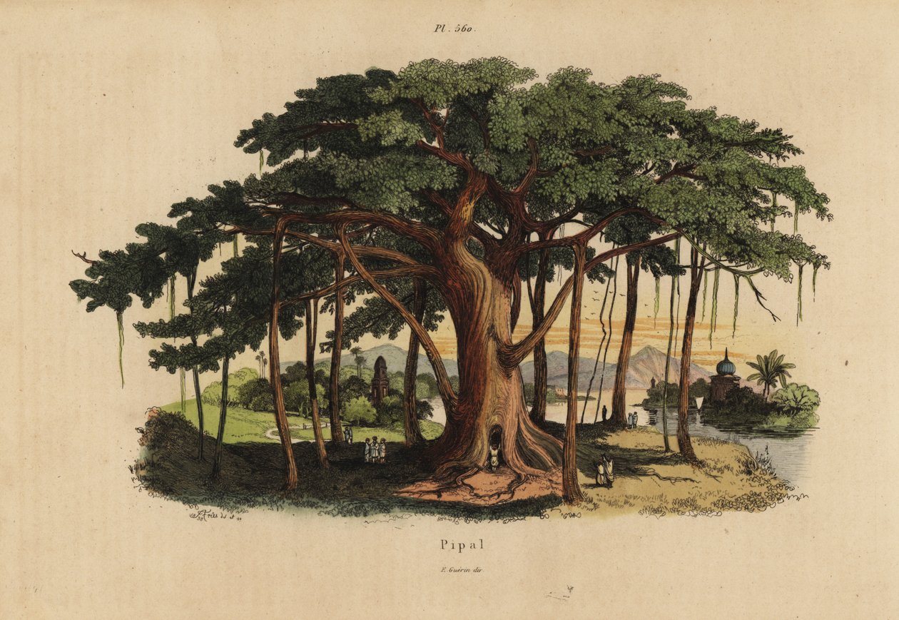 Figueira sagrada ou pépala, Ficus religiosa de Unbekannt