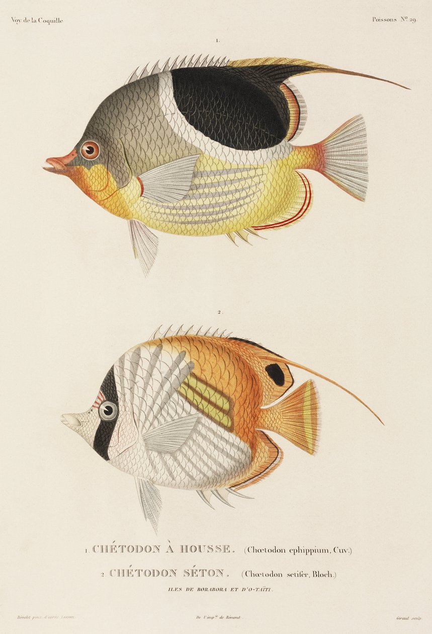 Peixes-borboleta Saddleback e Auriga, Pacífico Sul de Unbekannter Künstler