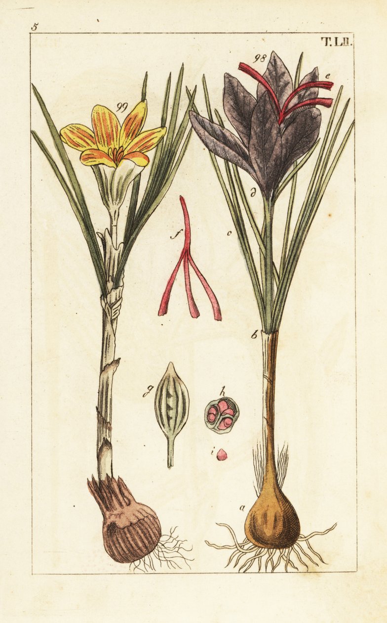 Açafrão açafrão, Crocus sativus. de Unbekannter Künstler