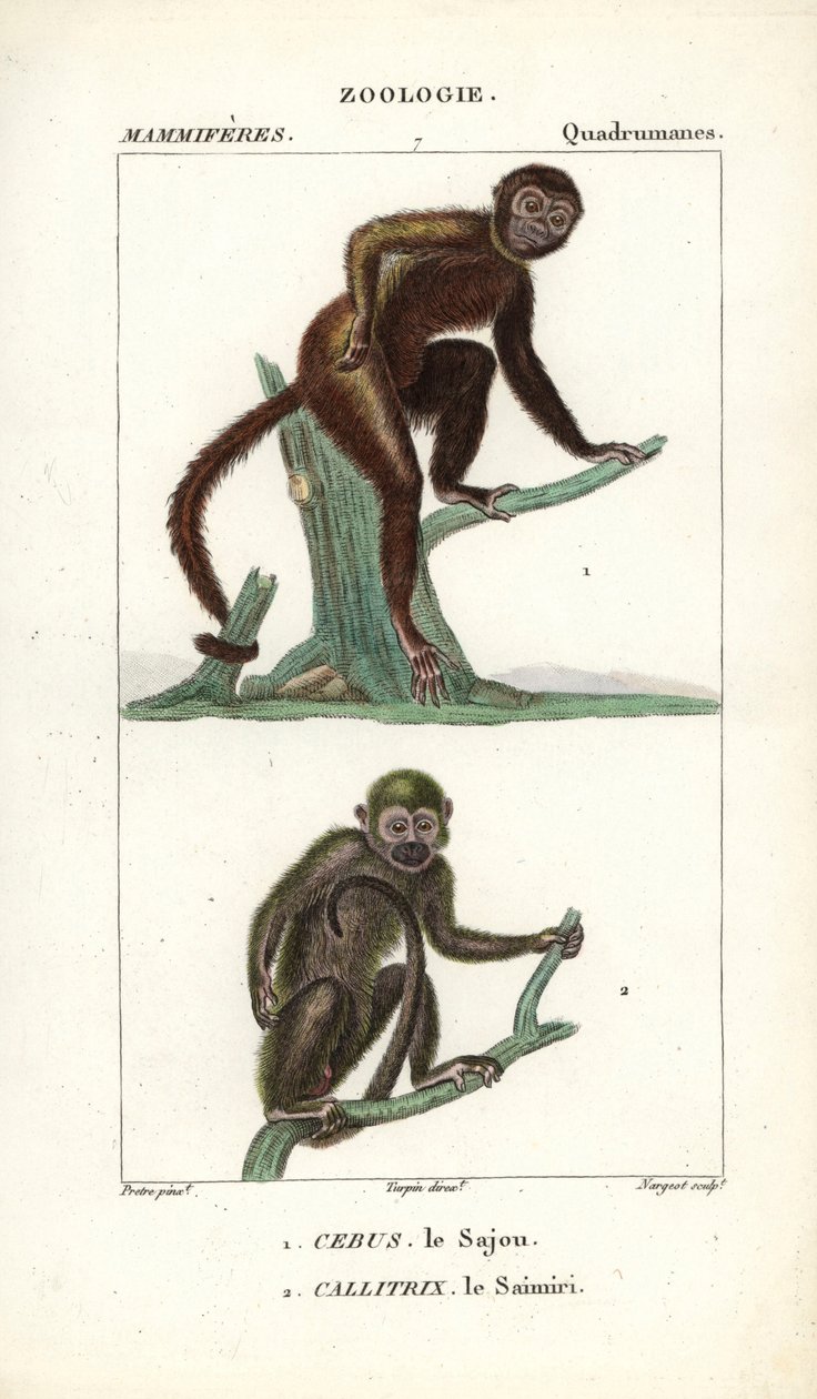 Sajou ou saphogano ou capuchinho e saimiri ou macaco-esquilo - Eau forte de Jean Gabriel Pretre (1780-1845), gravado por Carnonkel, para o dicionário de ciências naturais: mamíferos de Frederic Cuvier, editado por Pierre Jean Francois Turpin (1775-1840), p de Unbekannter Künstler