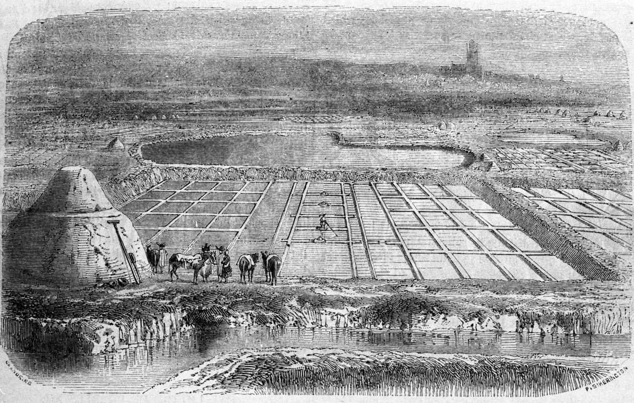 Produção de sal: pântanos salgados (salinas) do sul da França. Gravura do século XIX de Unbekannt
